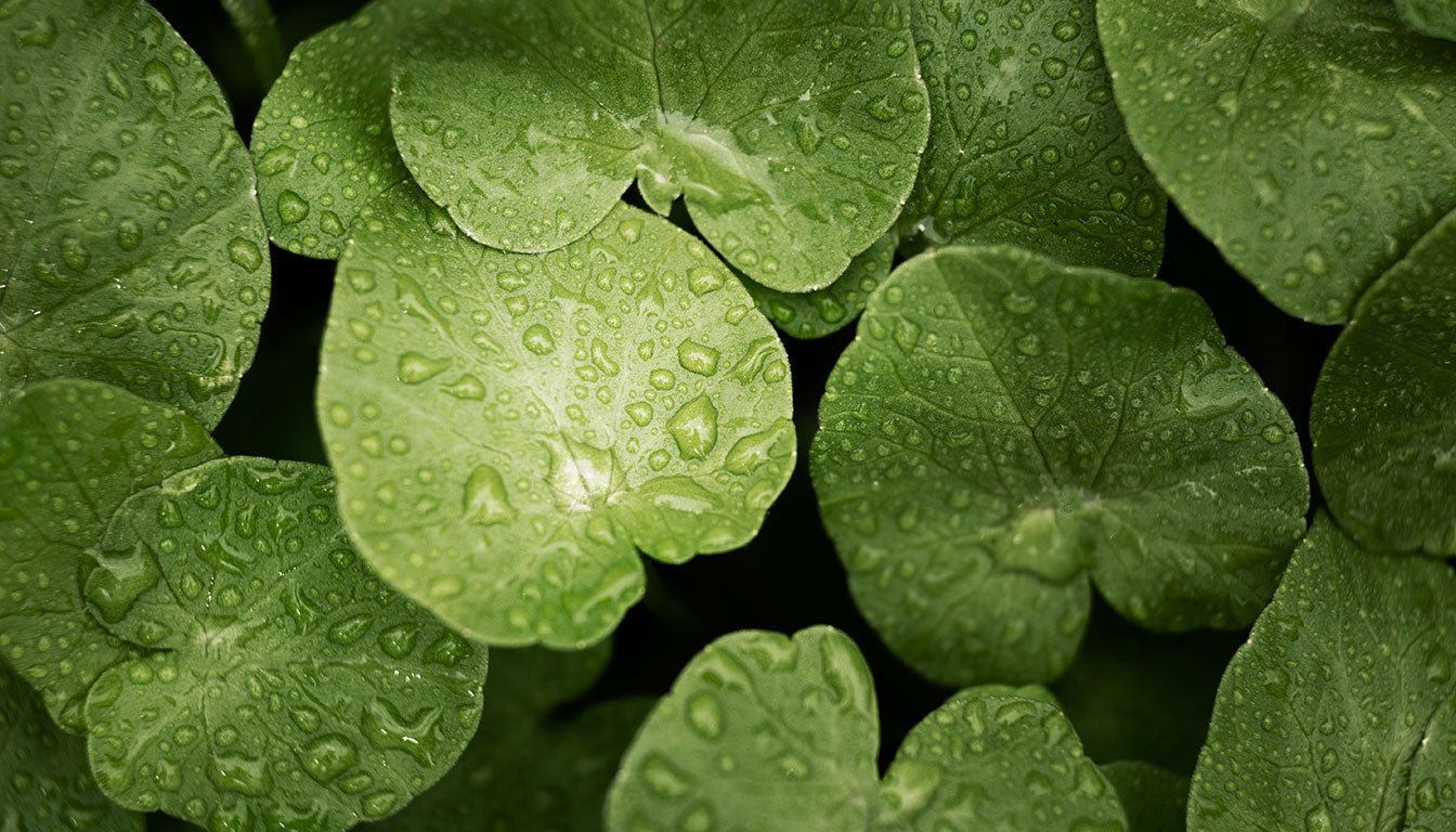 Centella Asiatica Nedir? Faydaları ve Cilt Üzerindeki Etkileri - LAPÉRAS